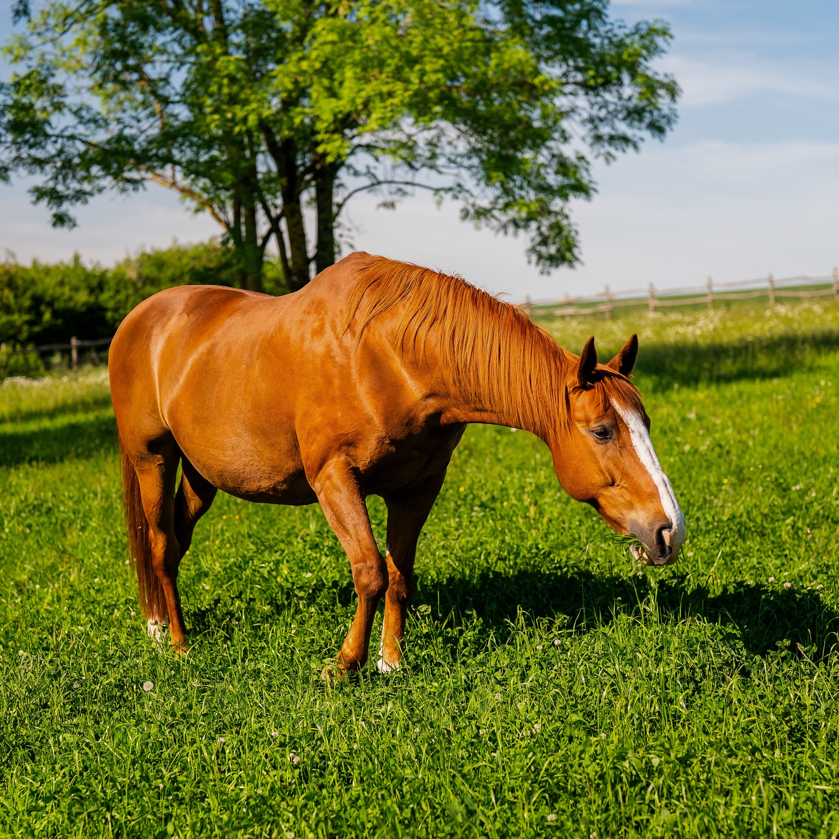 Photo site section soins naturels pour chevaux